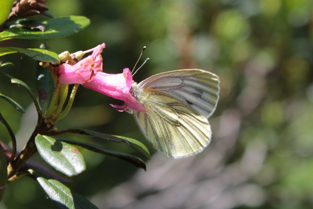 Pieris napi..o brionie?  Pieris bryoniae